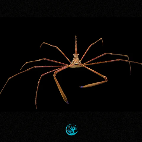 Stenorhynchus Seticornis