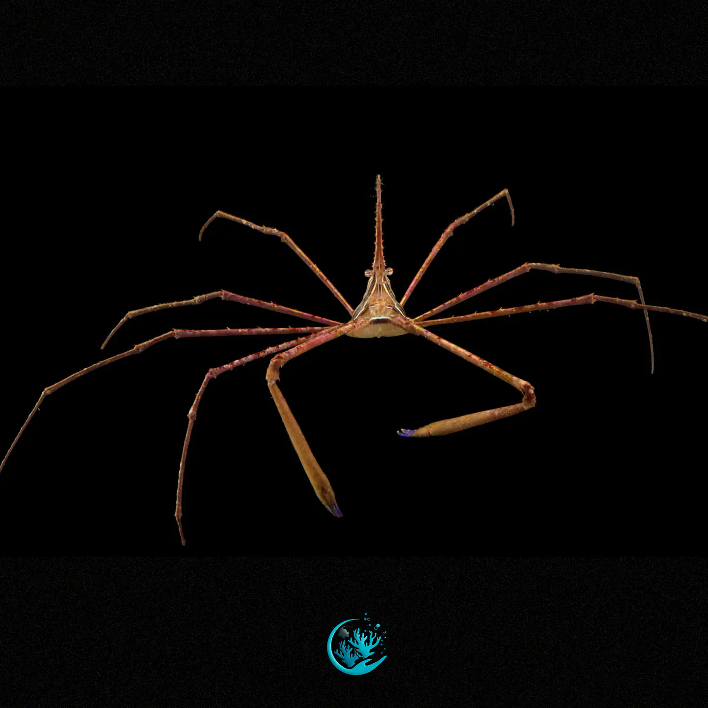 Stenorhynchus Seticornis 1