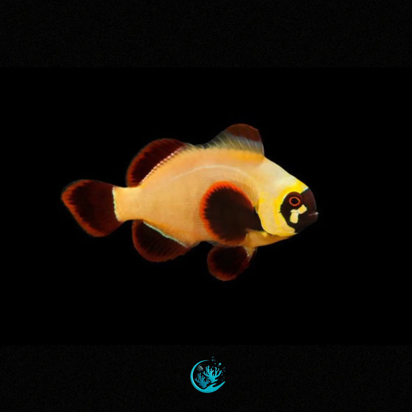 Premnas Biaculeatus Gold Nugget 1