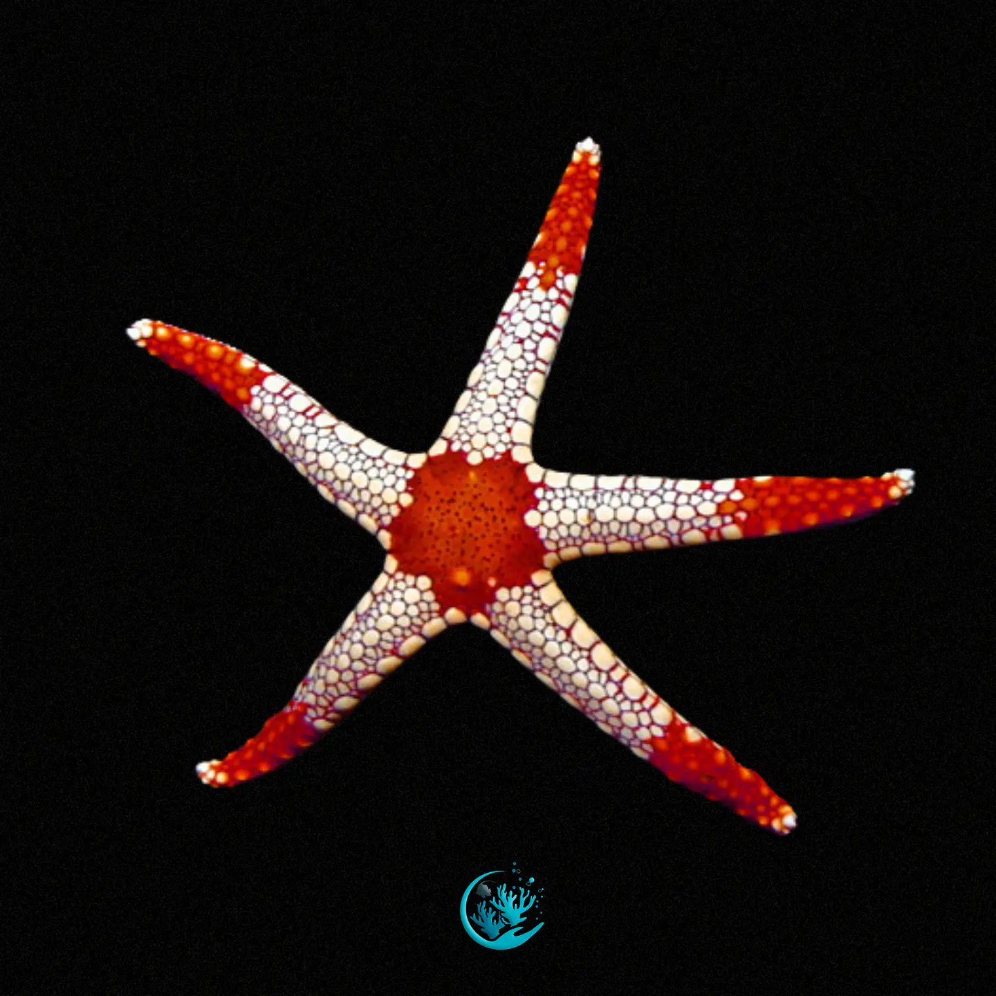 Fromia Monilis  1