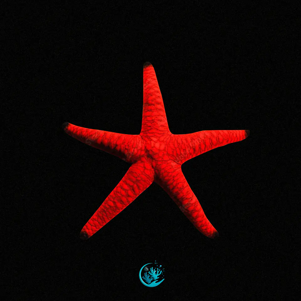 Fromia Elegans 1