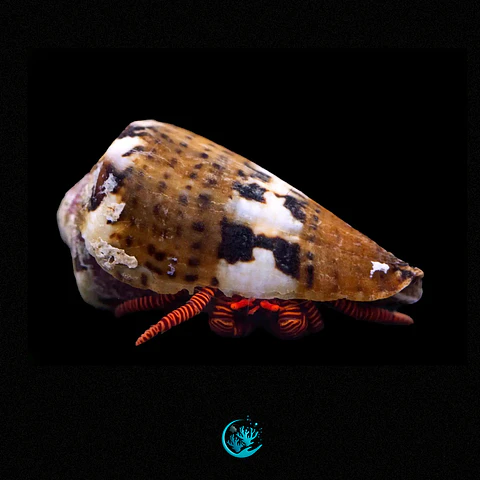 Ciliopagurus Strigatus