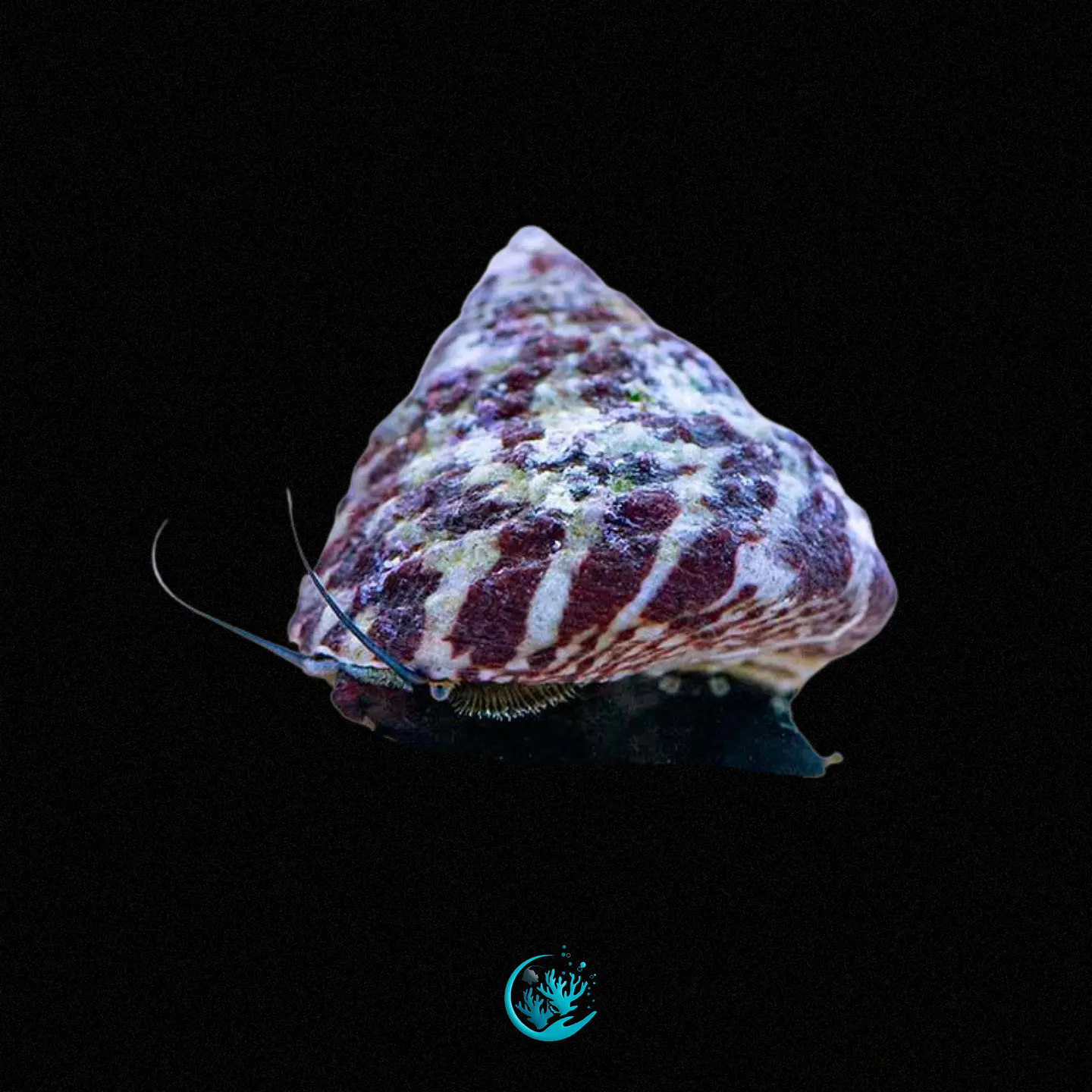 Trochus Histrio 1