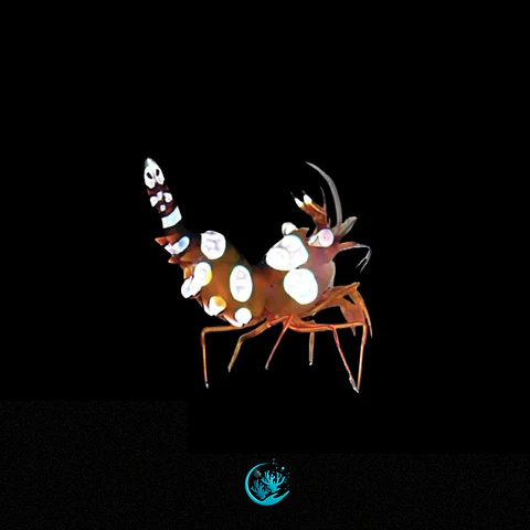 Thor Amboinensis