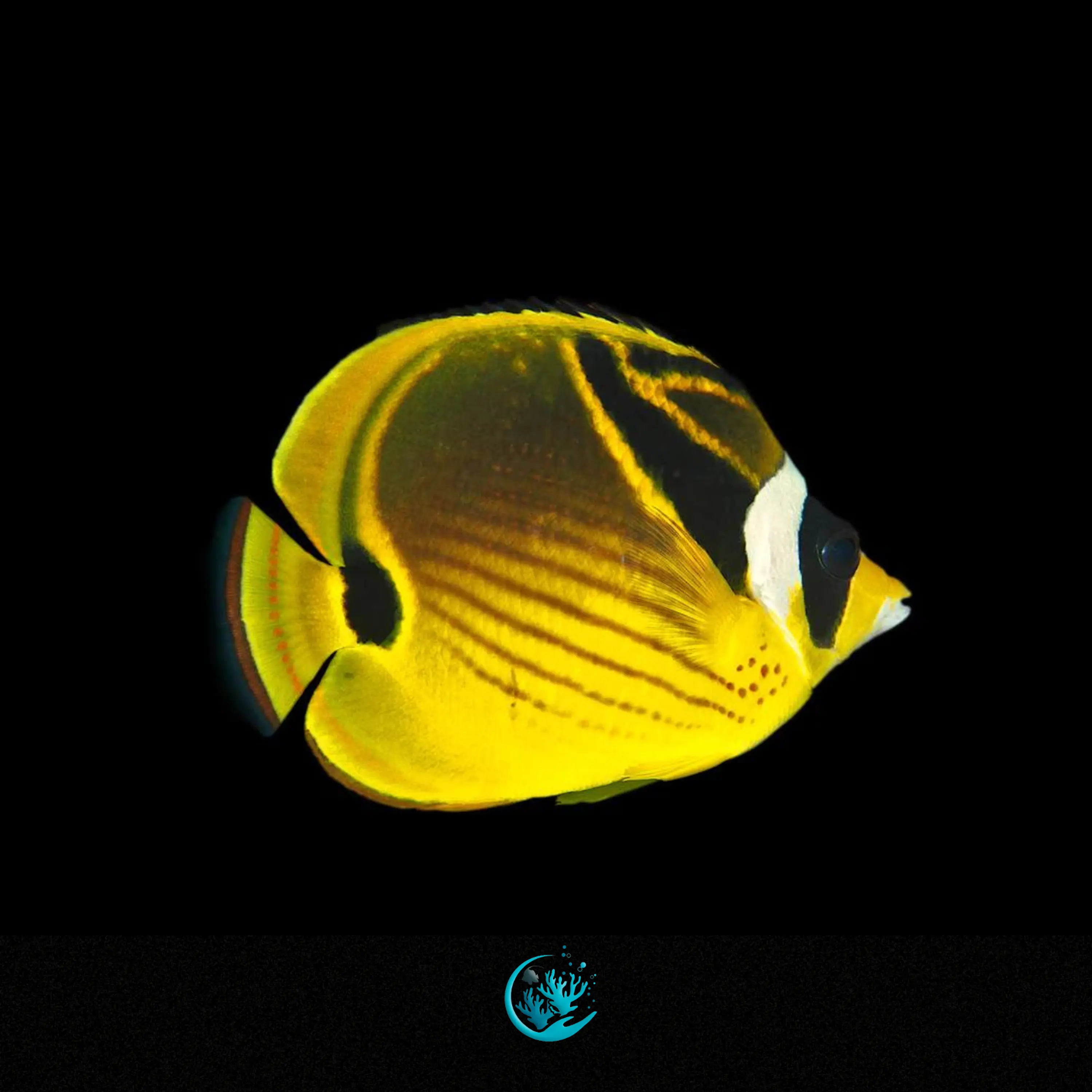 Chaetodon Lunula