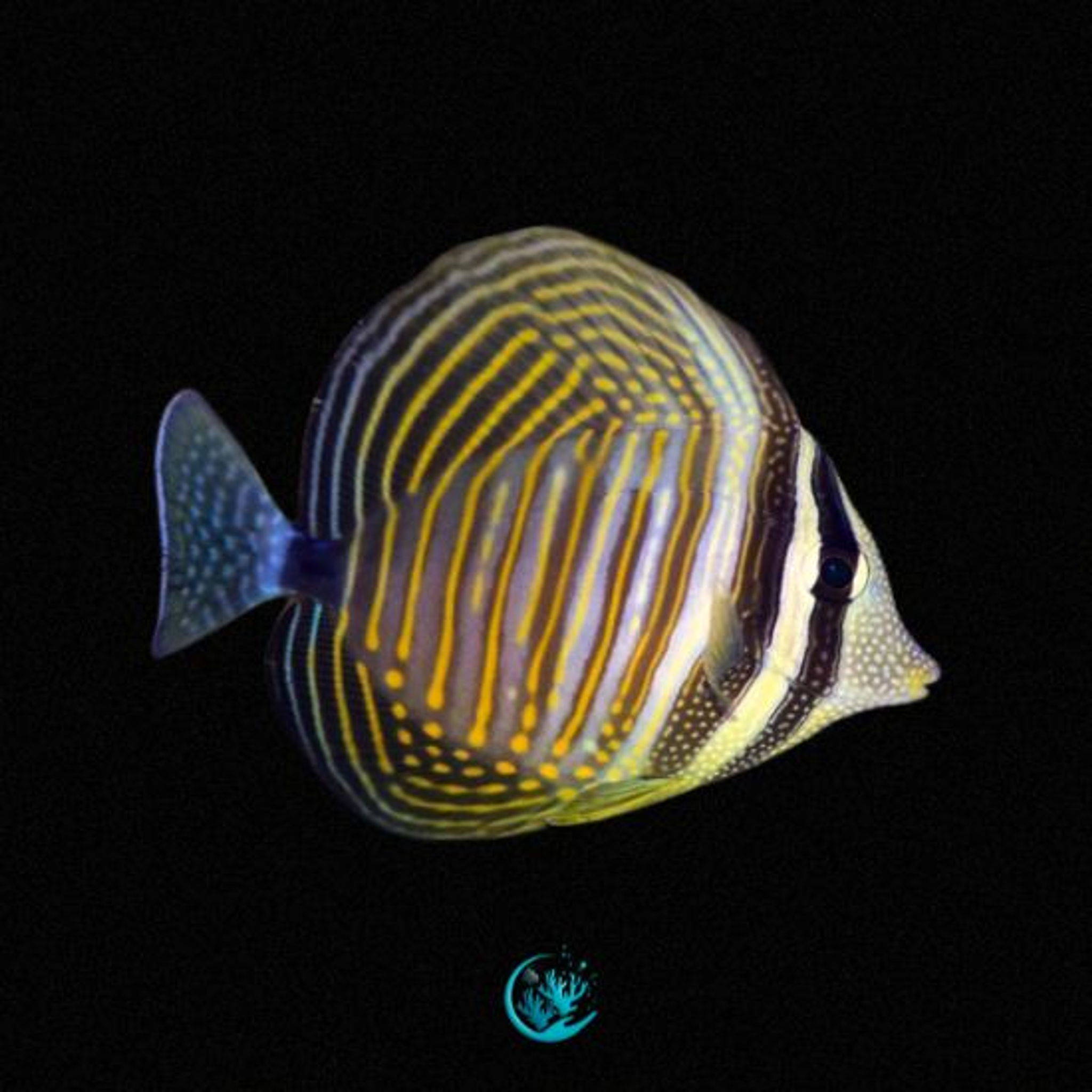 Zebrasoma Desjardinii