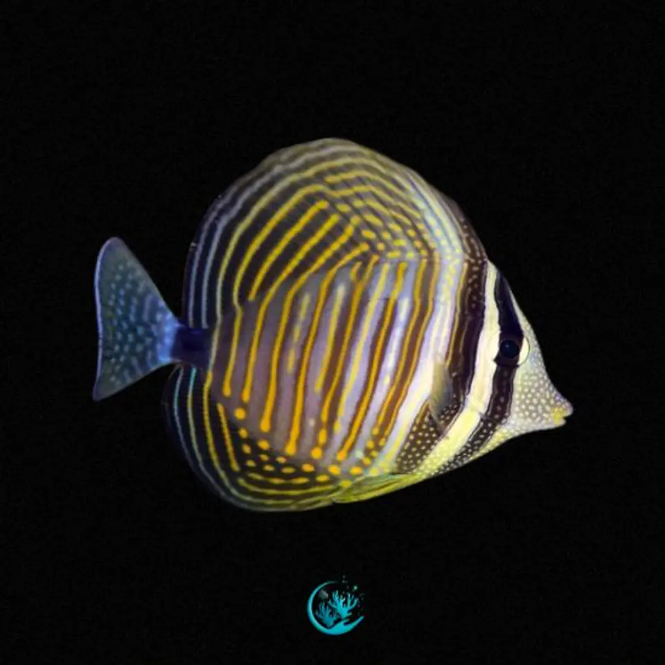 Zebrasoma Desjardinii 1