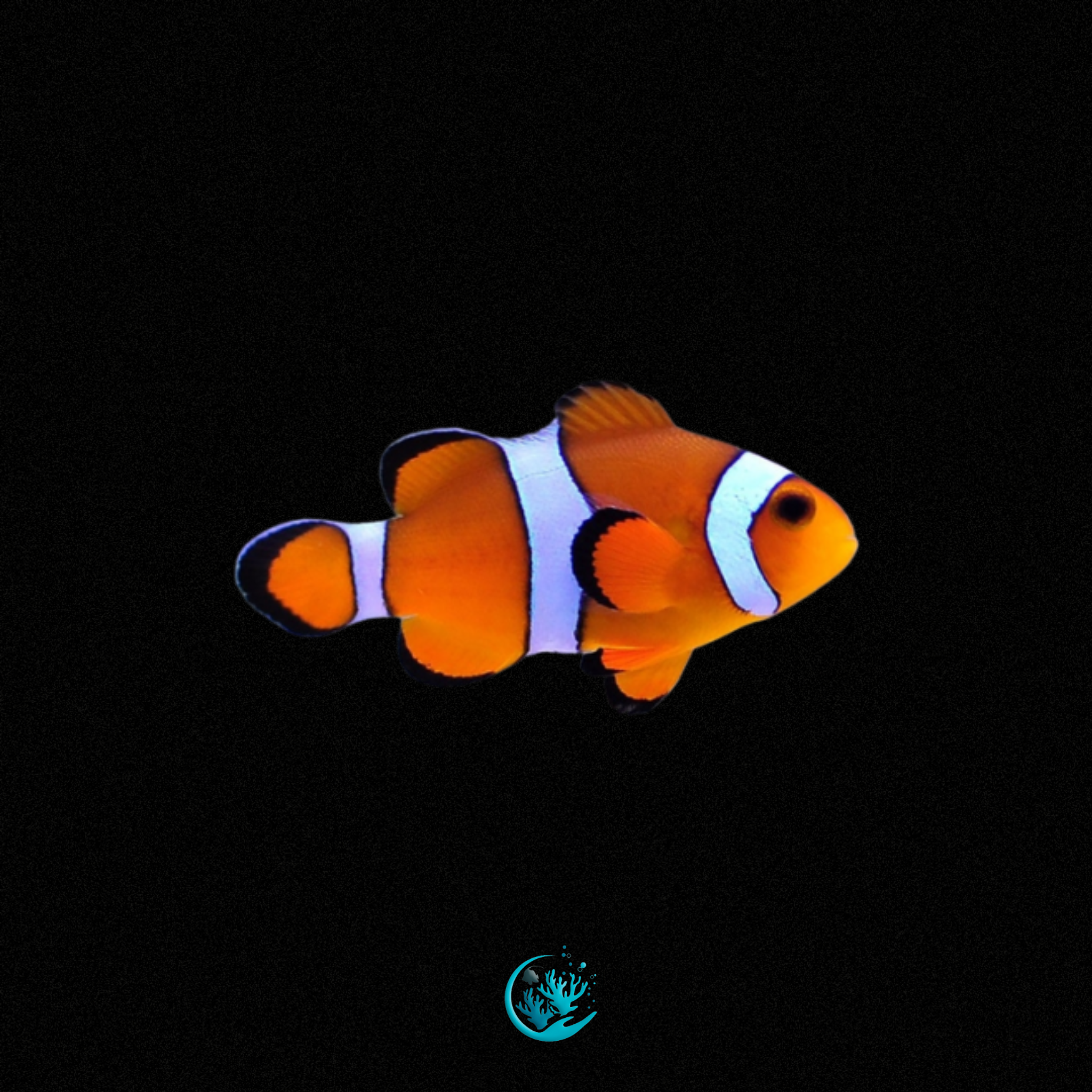 Amphiprion Ocellaris Tangerine 