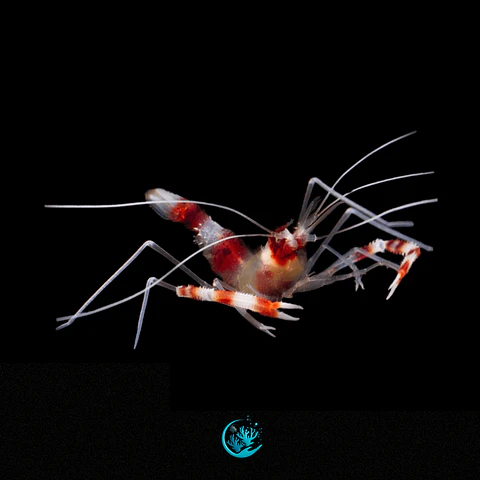 Stenopus Hispidus