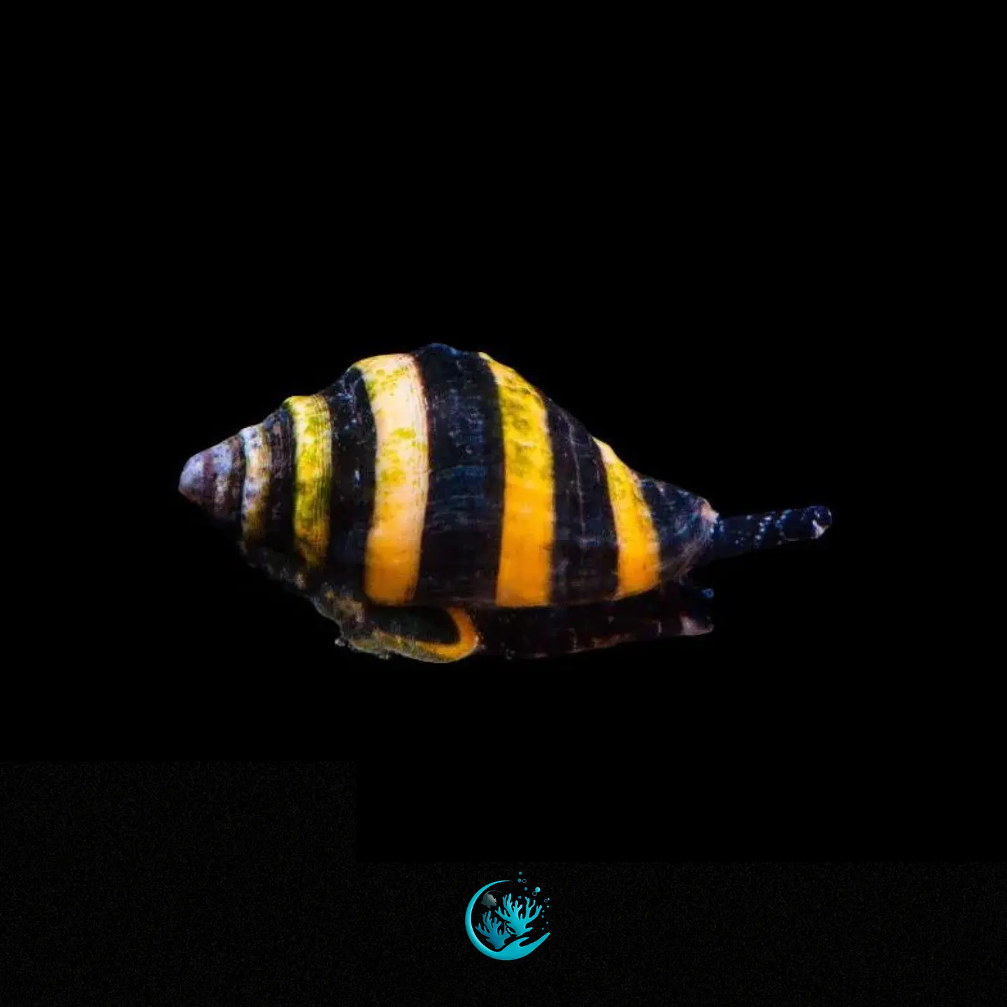 Engina Mendicaria 1