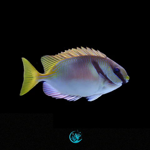 Siganus Doliatus