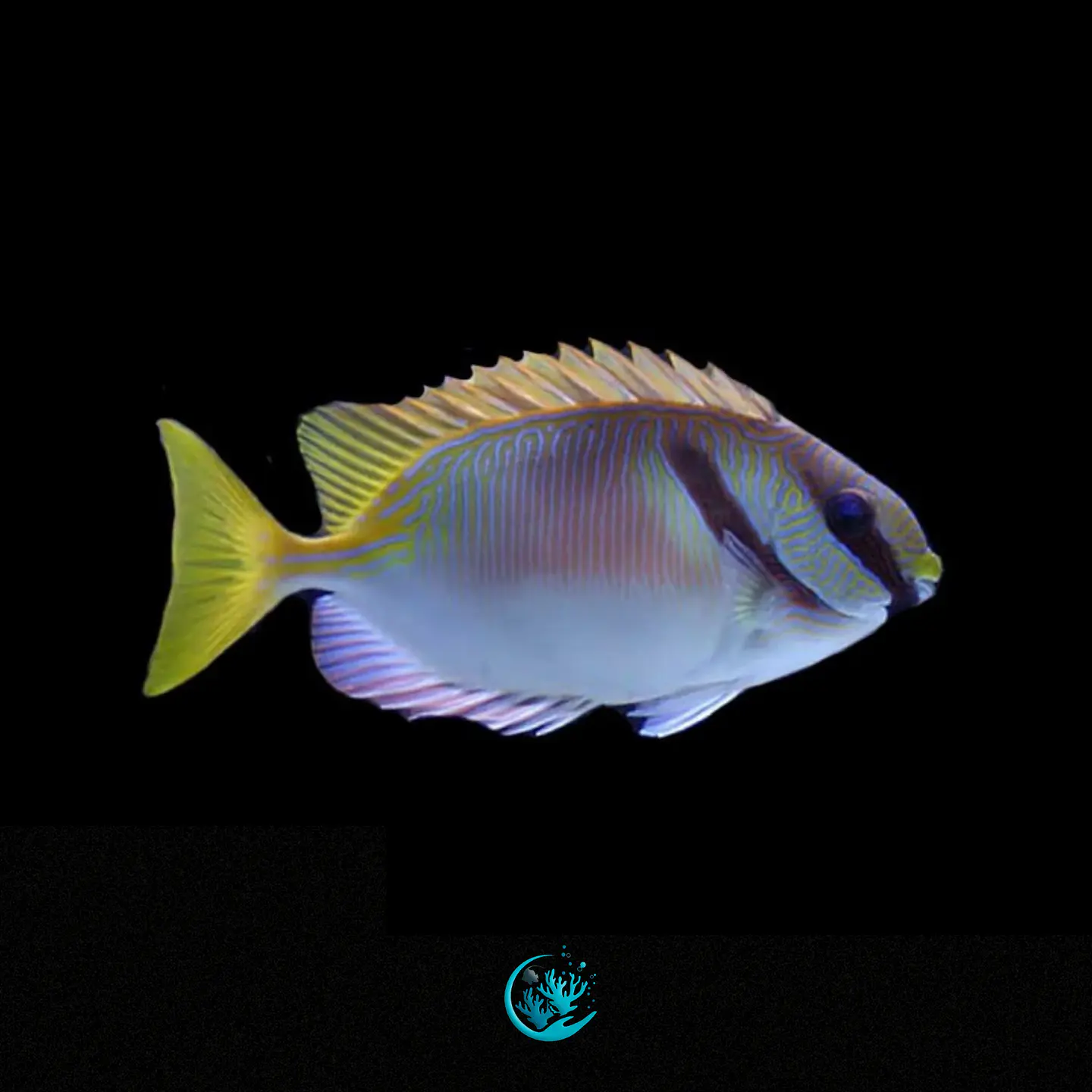 Siganus Doliatus 1