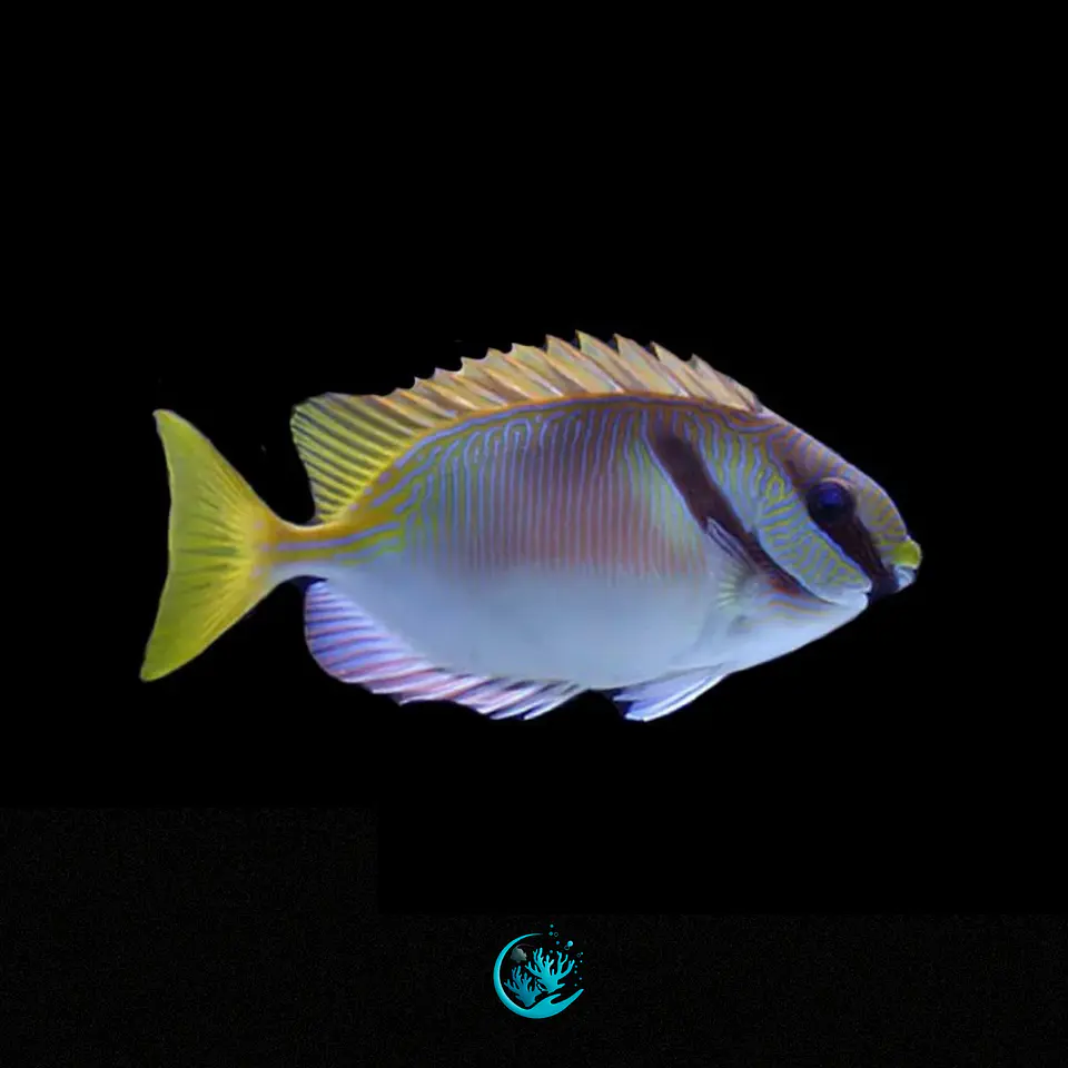 Siganus Doliatus 1