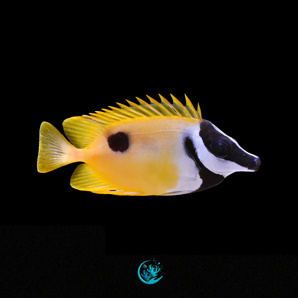 Siganus Unimaculatus 1