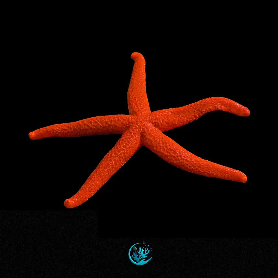 Echinaster Sepositus 1