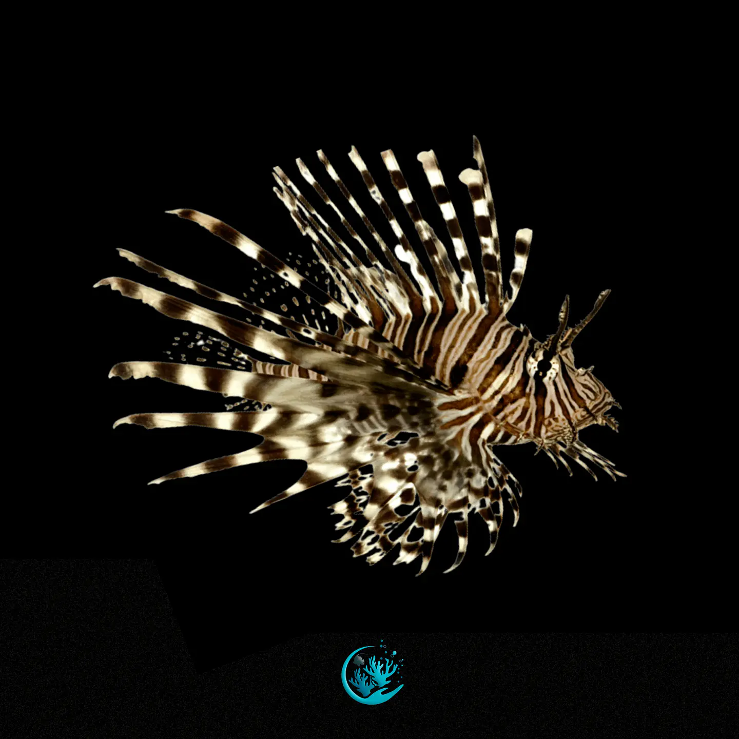 Pterois Volitans 1