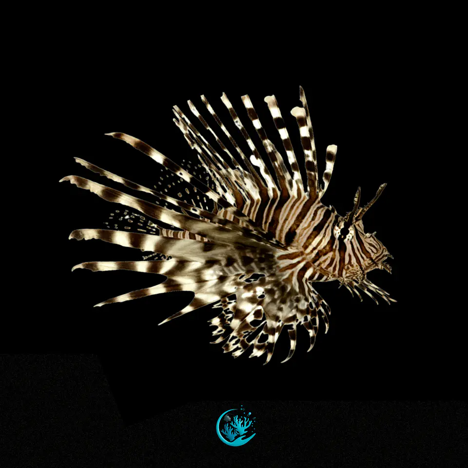 Pterois Volitans 1