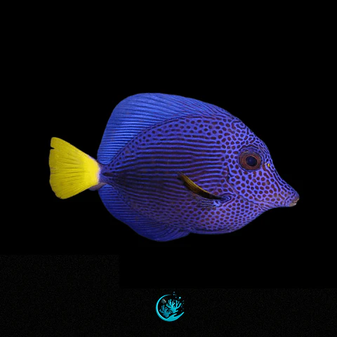 Zebrasoma Xanthurum