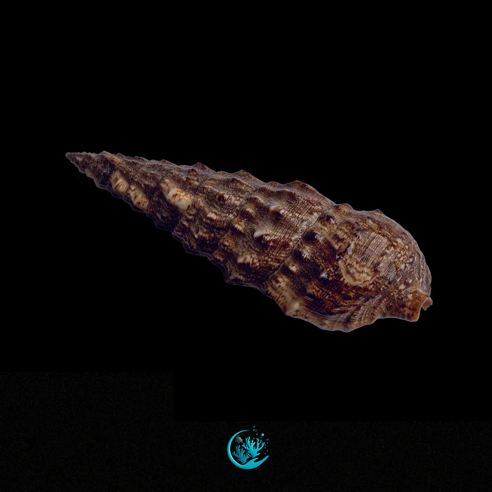 Cerithium 1