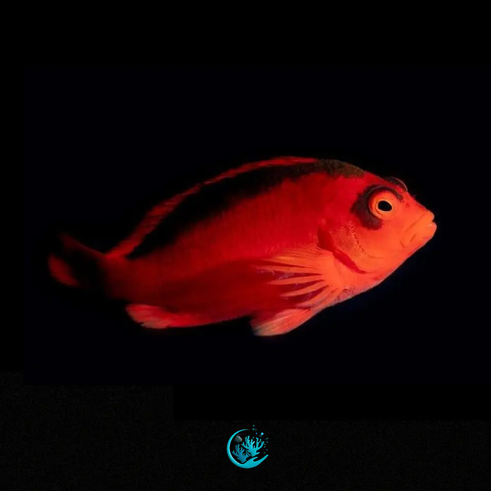 Neocirrhites Armatus 1