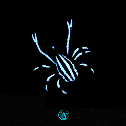 Allogalathea Elegans