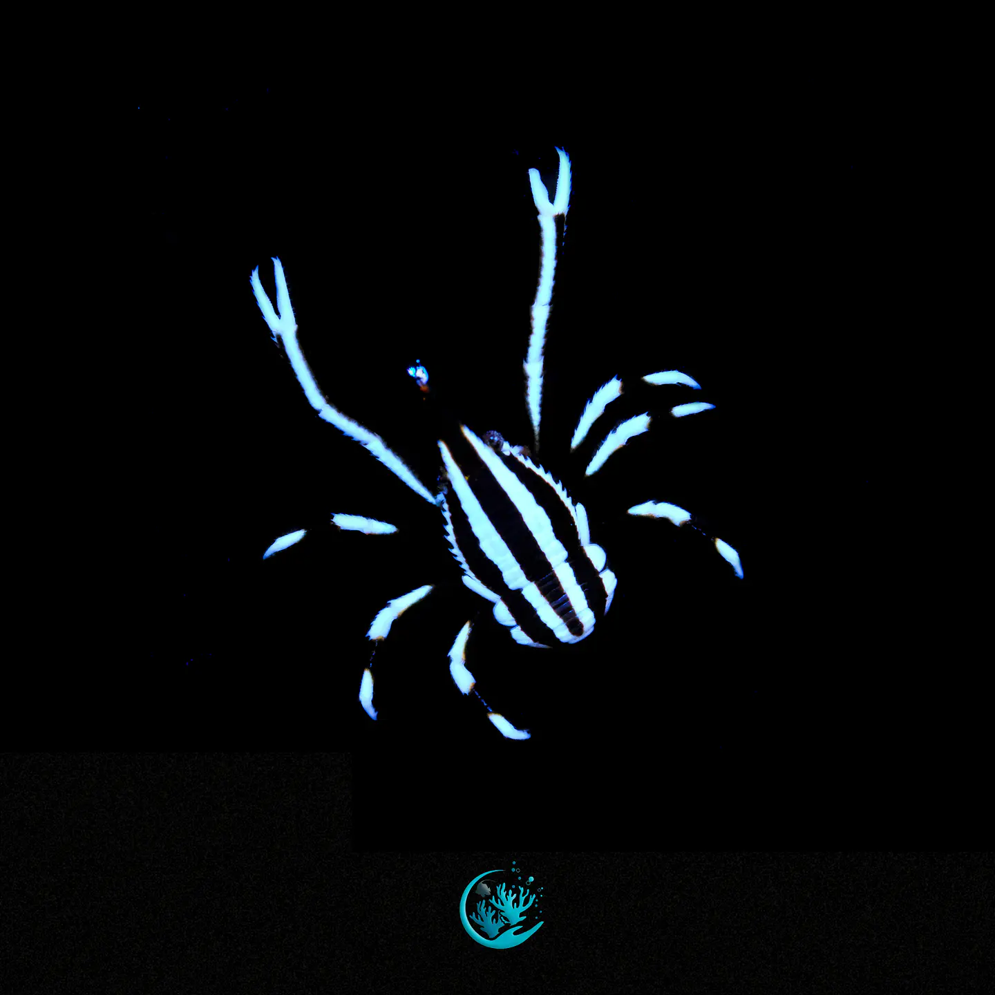 Allogalathea Elegans 1