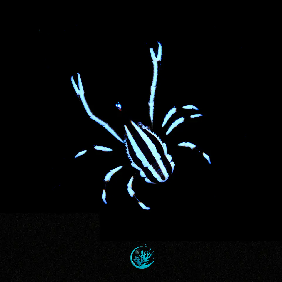 Allogalathea Elegans 1