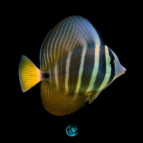 Zebrasoma Veliferum 