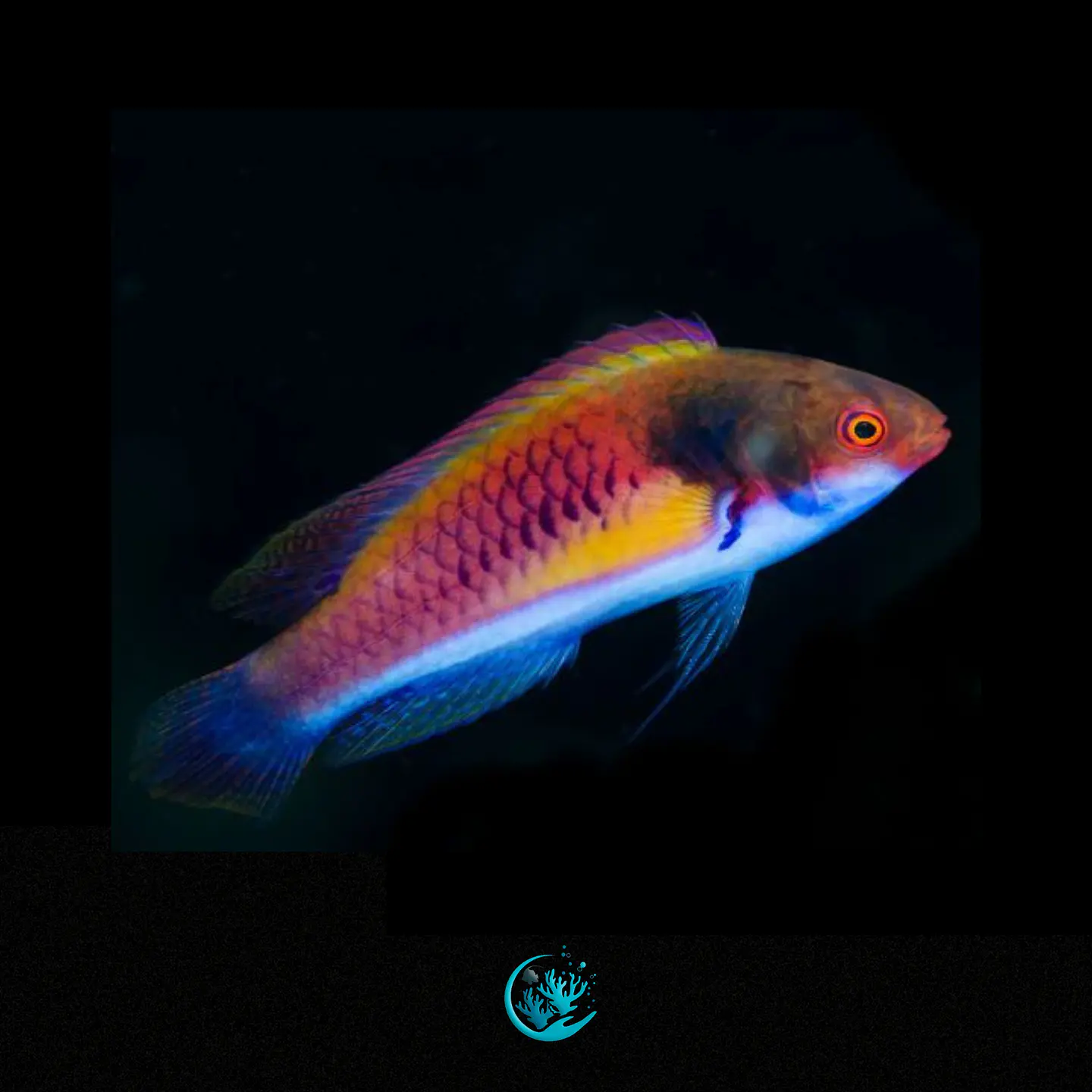 Cirrhilabrus Ryukyuensis 1