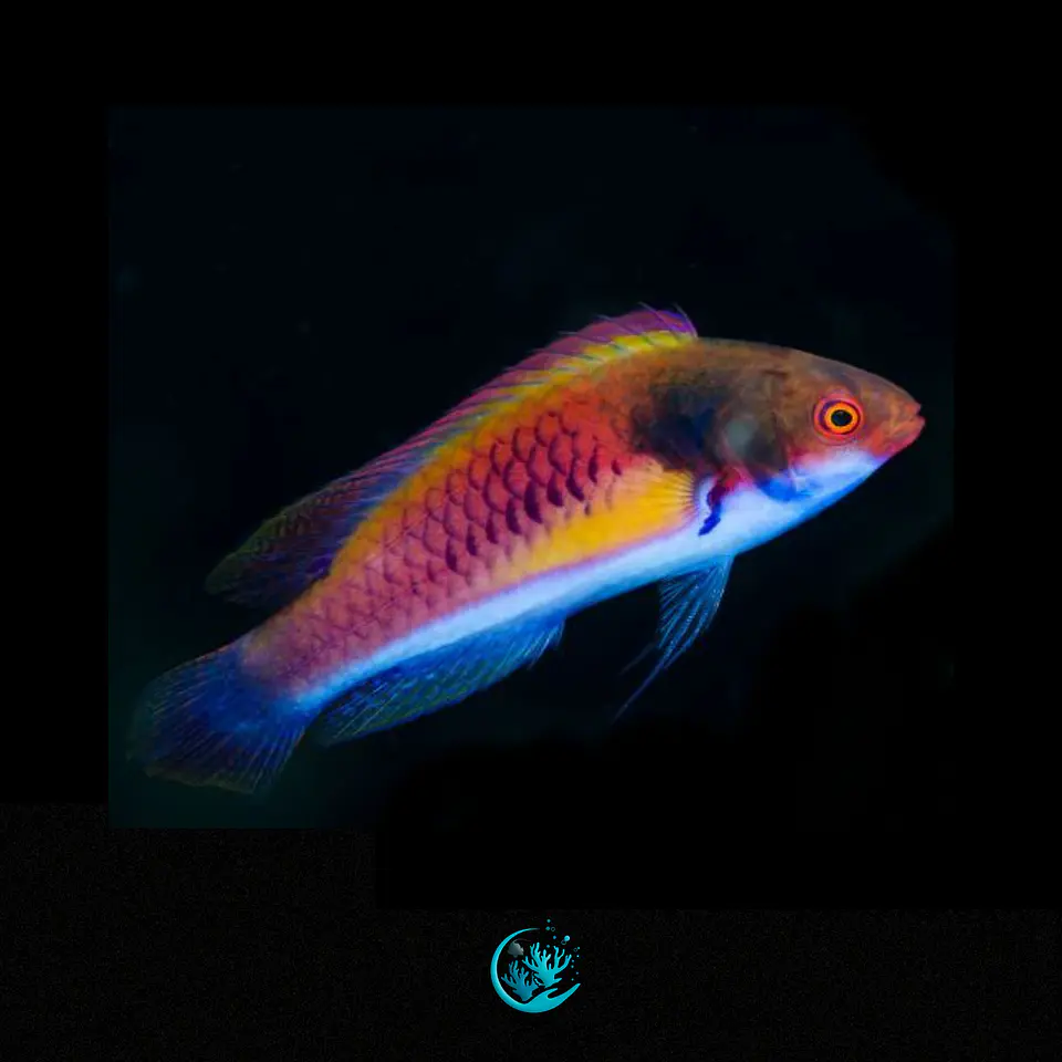 Cirrhilabrus Ryukyuensis 1