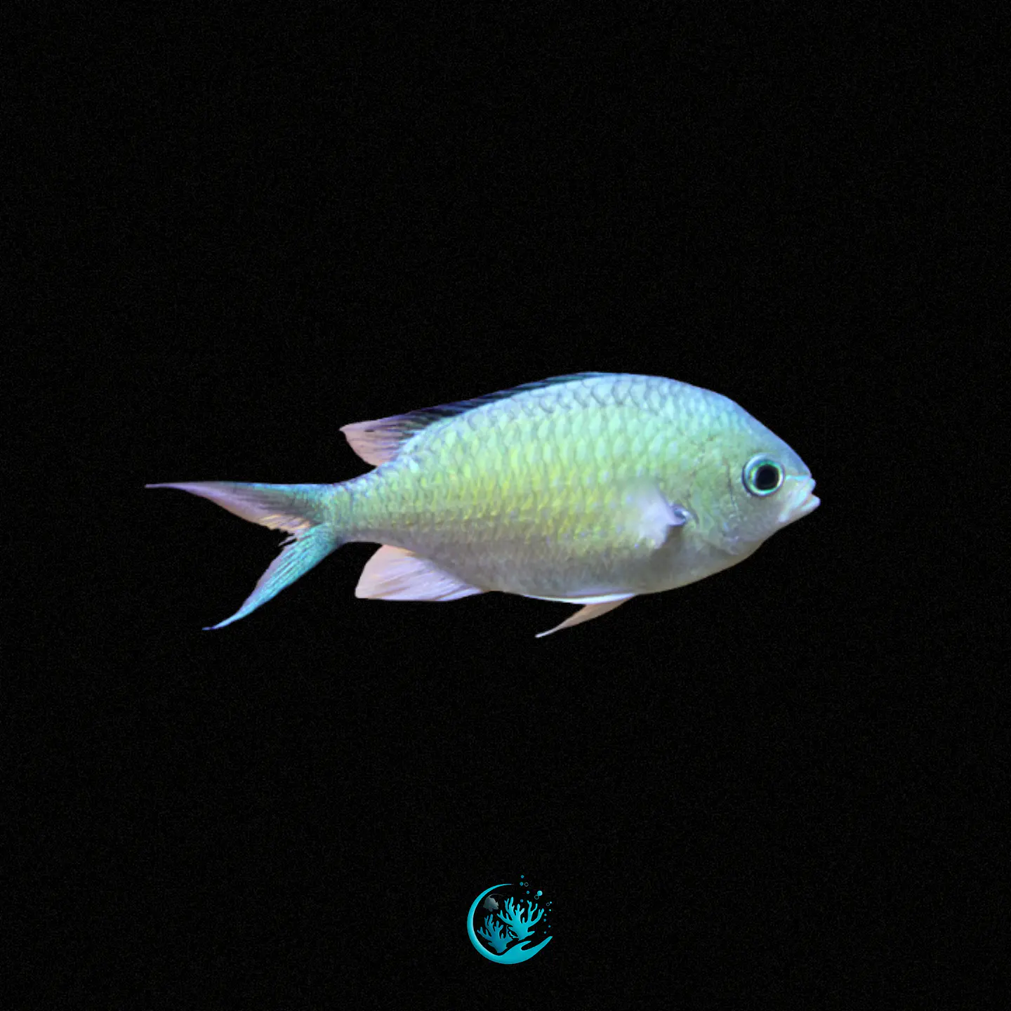 Chromis Viridis XL 1
