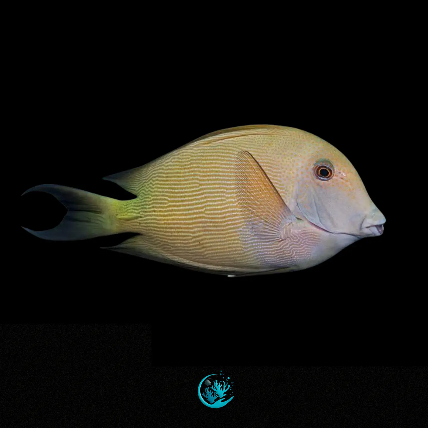Ctenochaetus Striatus 1