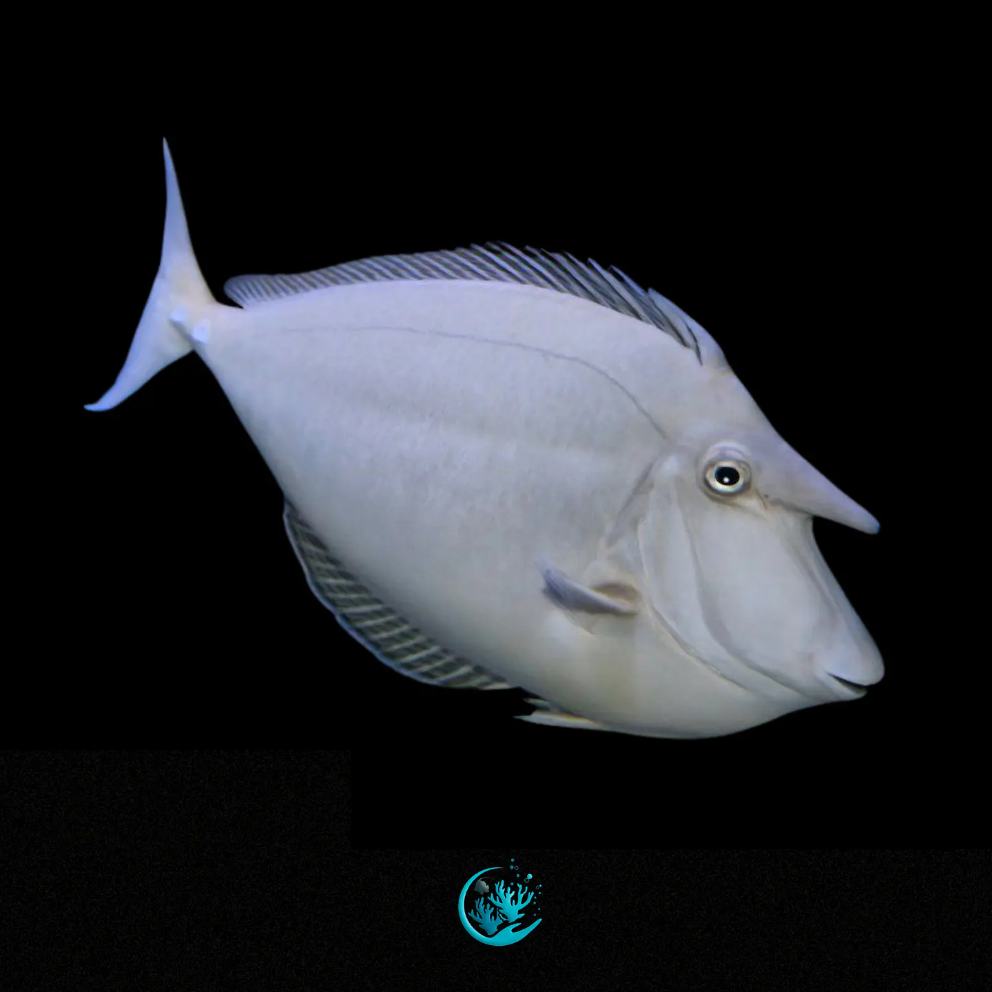 Naso Brachycentron 1