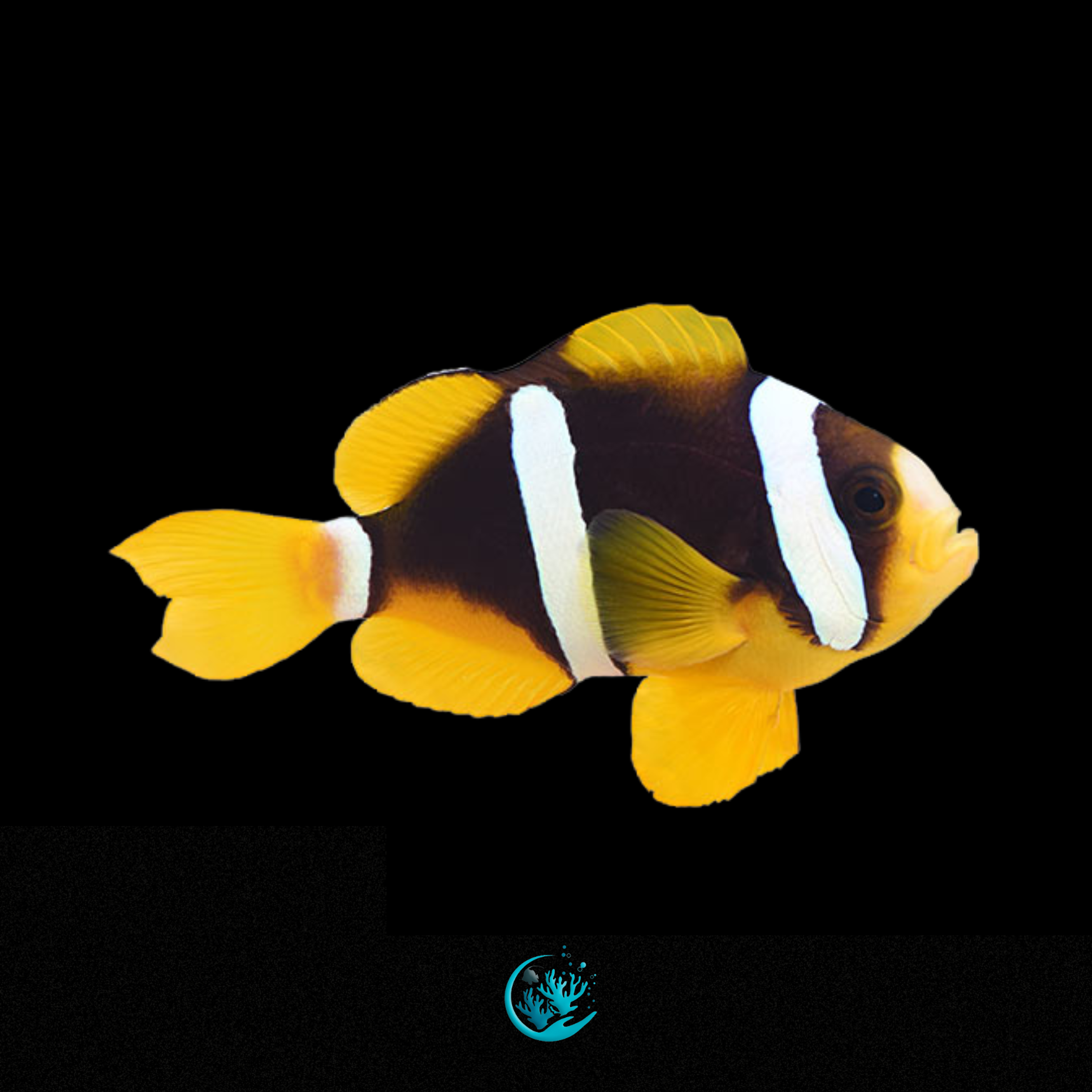 Amphiprion Clarkii
