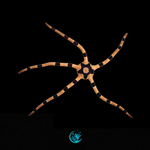 Ophiolepis Superba