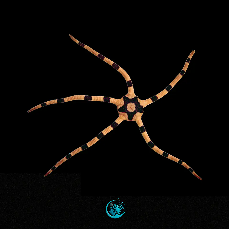 Ophiolepis Superba 1