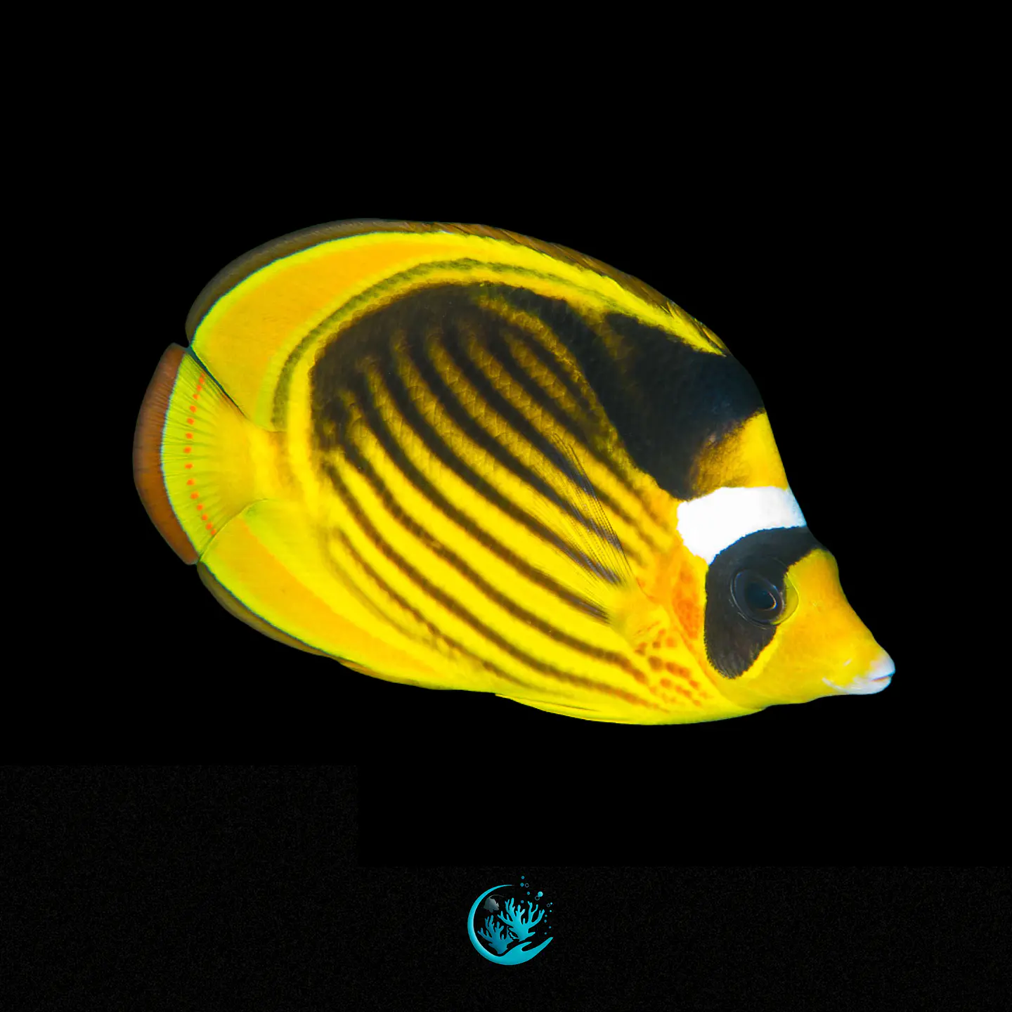 Chaetodon Fasciatus 1