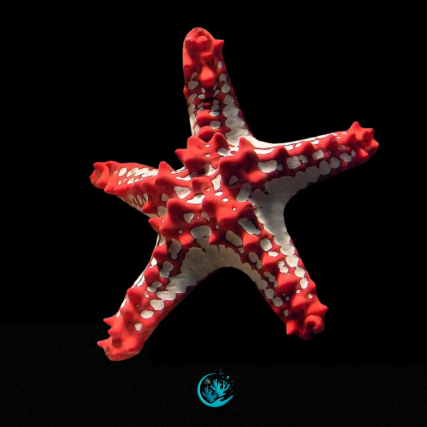 Proteaster Linckii 1