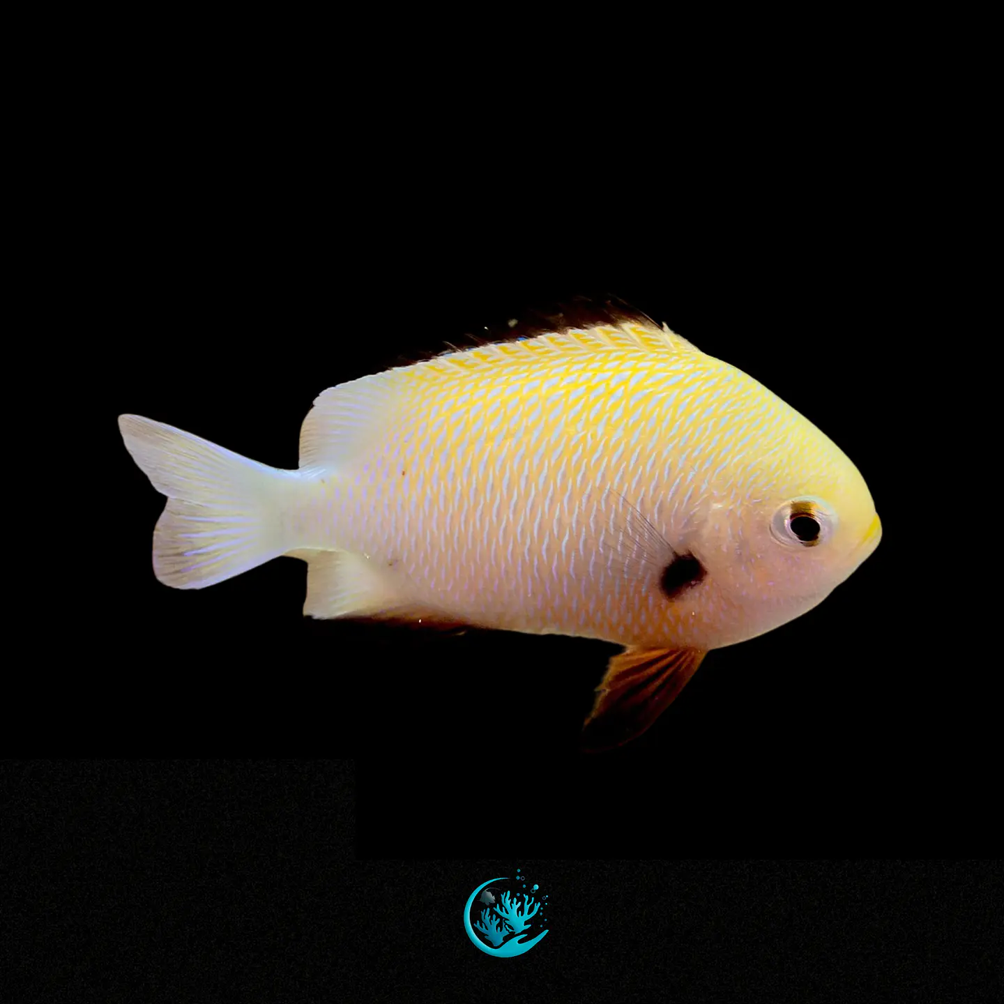 Dascyllus Marginatus 1