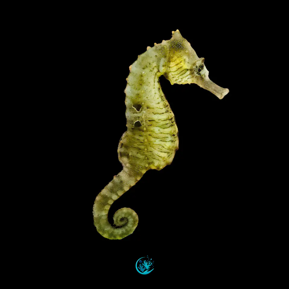 Hippocampus Erectus 1