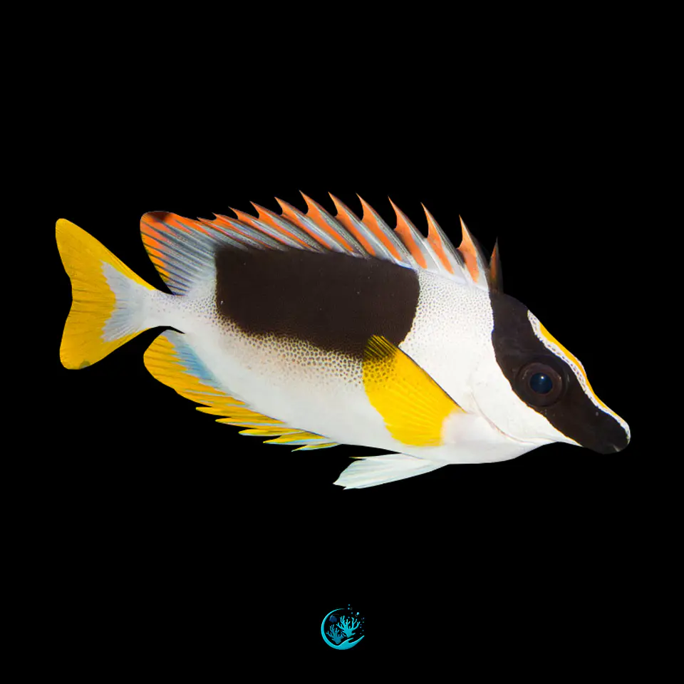 Siganus Magnificus L 1