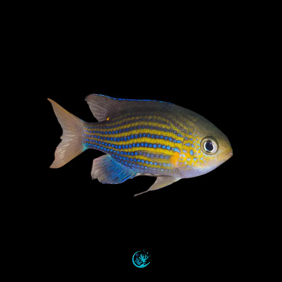 Chromis Vanderbilt 1