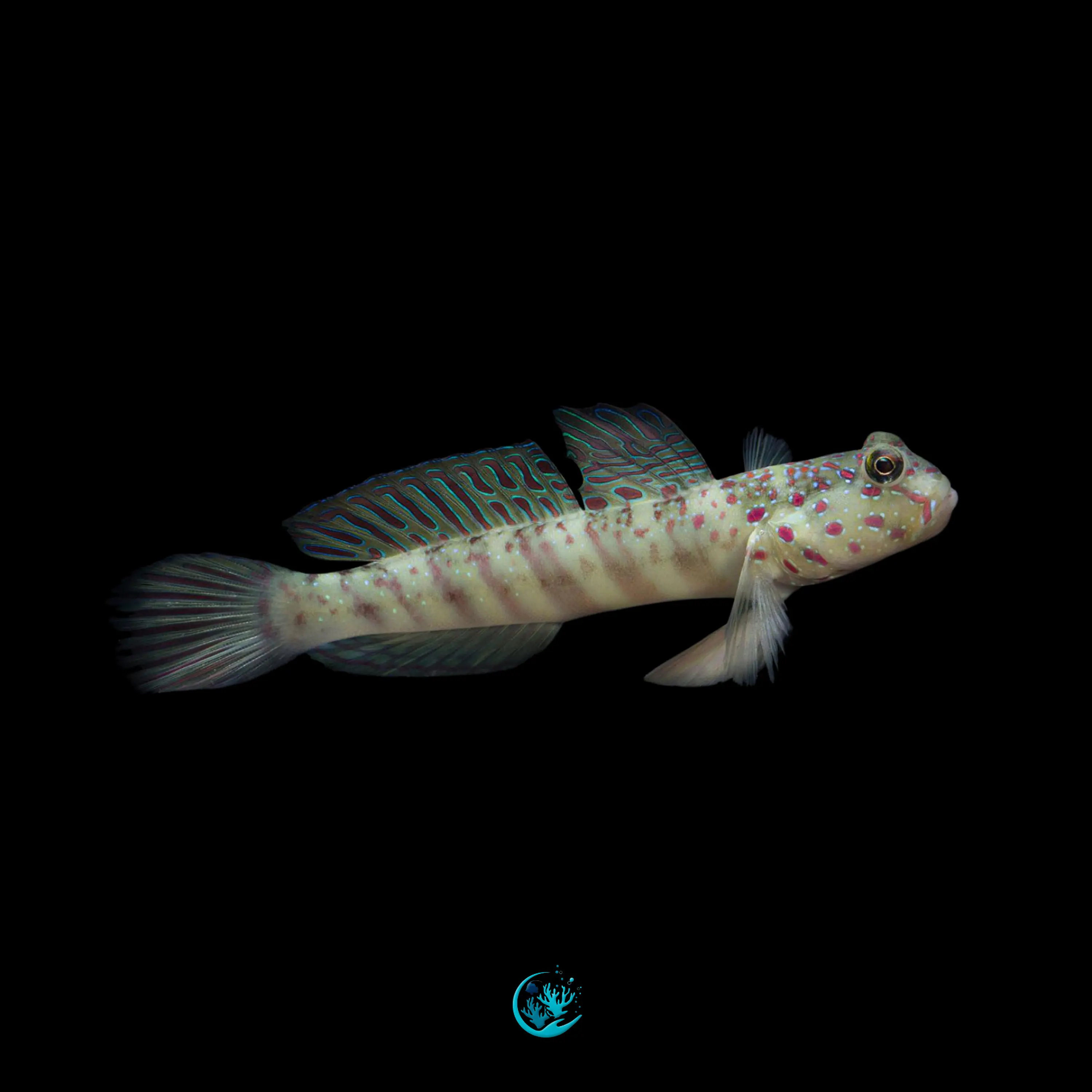 Cryptocentrus Leptocephalus