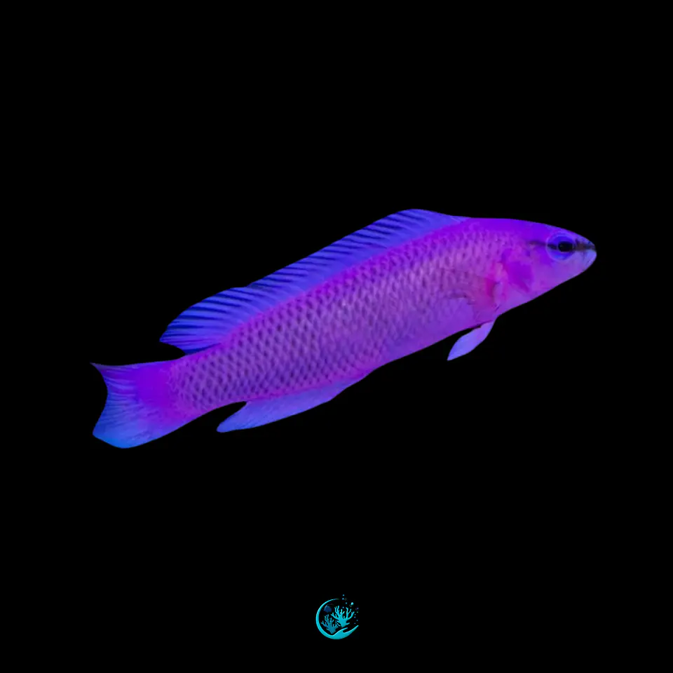 Pseudochromis Fridmani 1