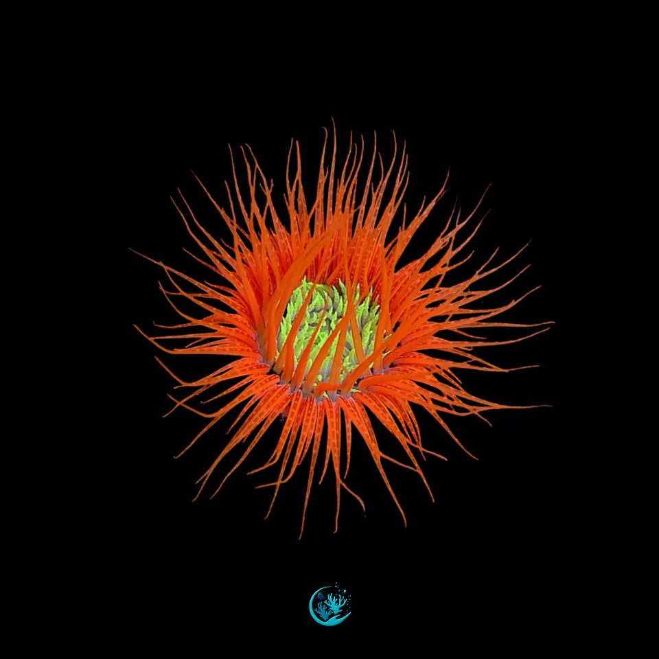 Cerianthus spp 1