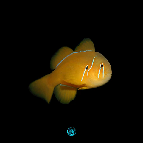 Gobiodon Citrinus