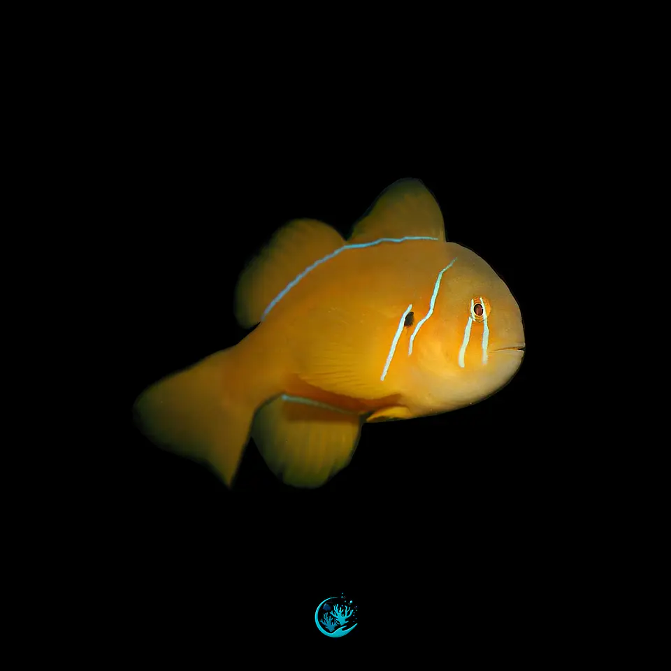 Gobiodon Citrinus 1