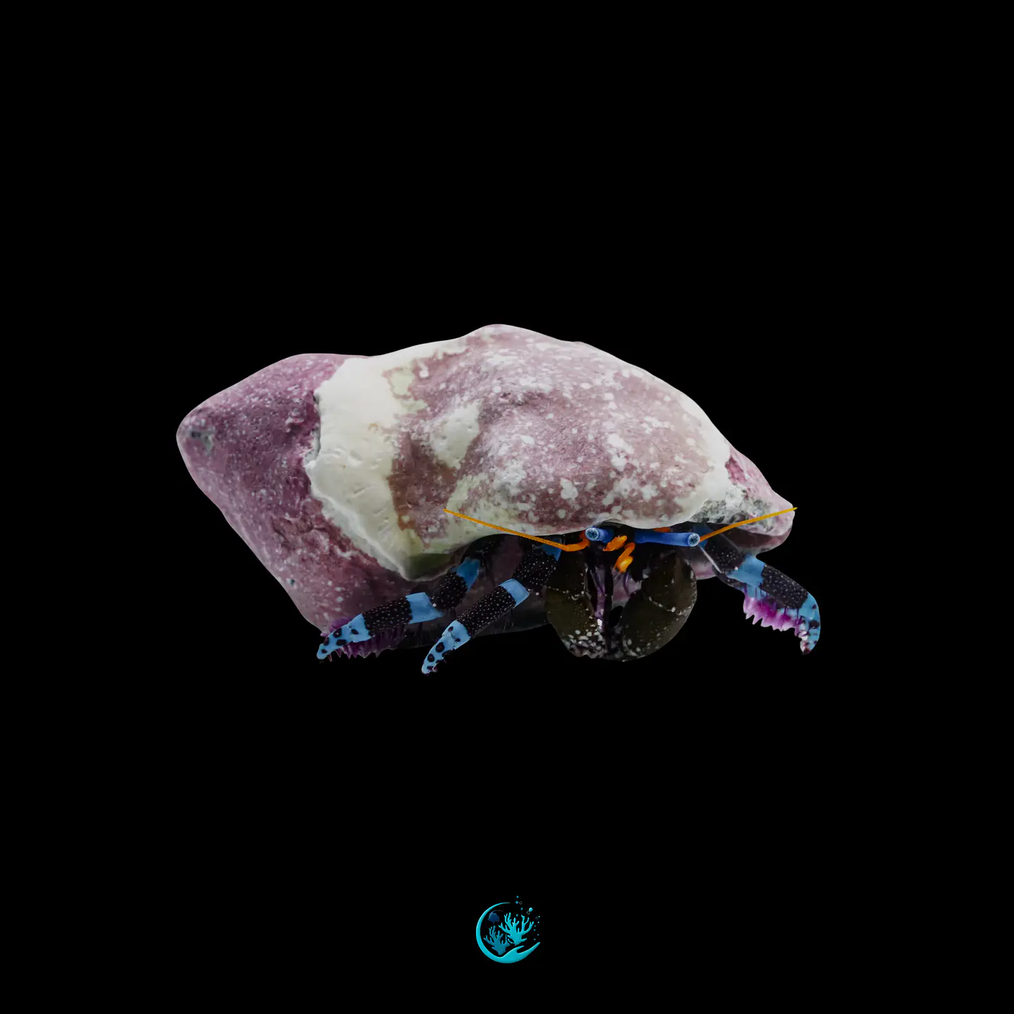 Calcinus Elegans 1
