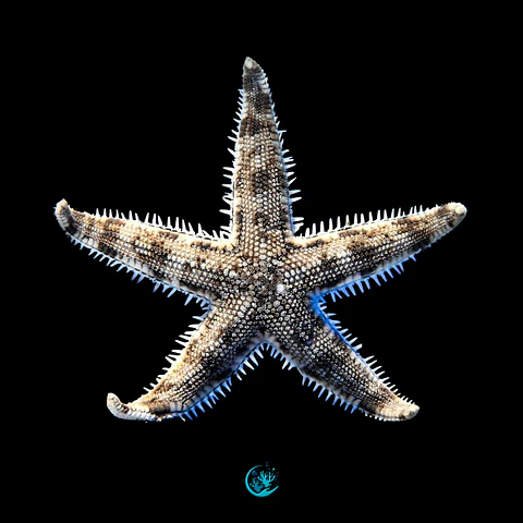 Archaster Typicus