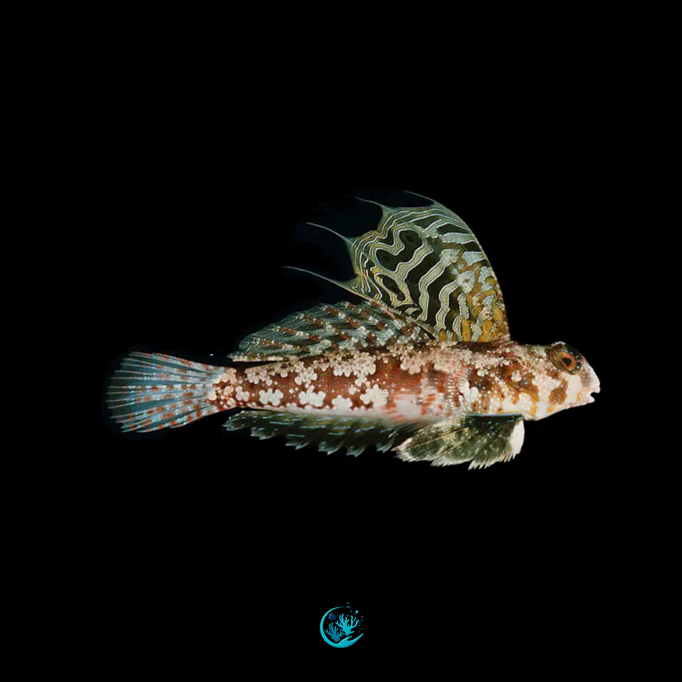 Synchiropus Ocellatus 1